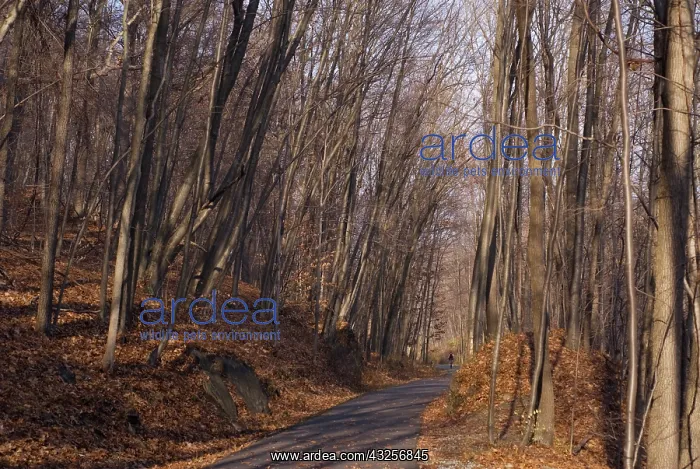 : Tree : Tree