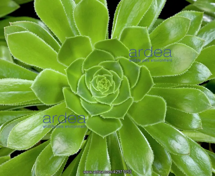 : Tree Aeonium - leaves : Tree Aeonium - leaves