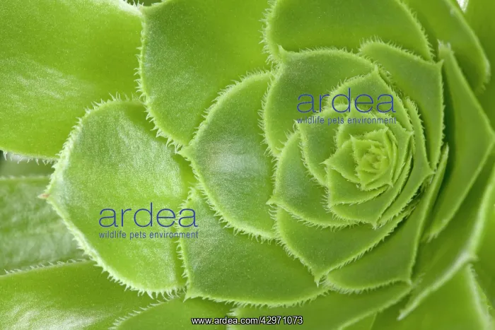 : Tree Aeonium - leaves : Tree Aeonium - leaves