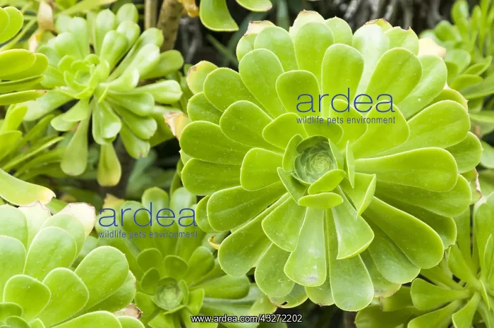 : The tree aeonium or tree houseleek (Aeonium arboreum) : The tree aeonium or tree houseleek (Aeonium arboreum)
