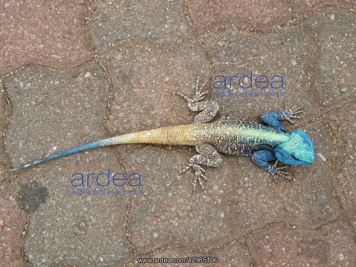 : Tree Agama : Tree Agama