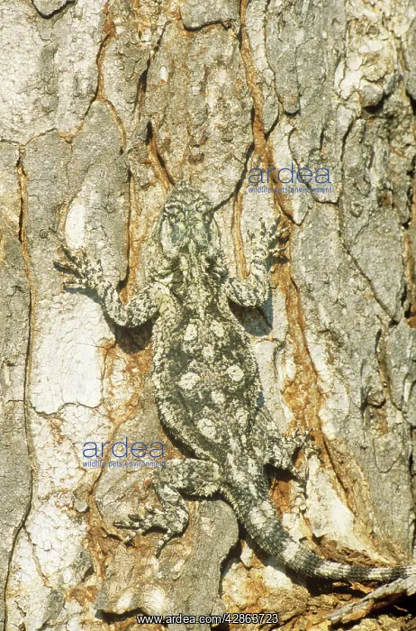 : Tree Agama - well camouflaged female at a tree trunk : Tree Agama - well camouflaged female at a tree trunk
