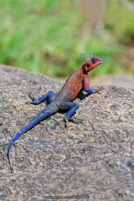 : Tree Agama Lizard, Masai Mara National Reserve : Tree Agama Lizard, Masai Mara National Reserve