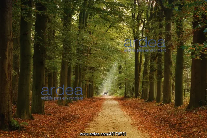: Tree alley with a deer, Netherlands : Tree alley with a deer, Netherlands