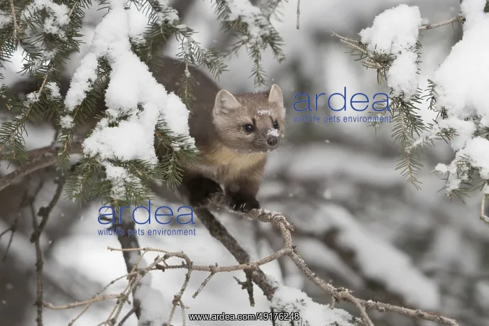 : In the tree... American pine marten (Martes americana) in the snow : In the tree... American pine marten (Martes americana) in the snow