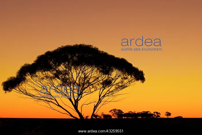 : A tree in the Australian Outback is silhouetted : A tree in the Australian Outback is silhouetted