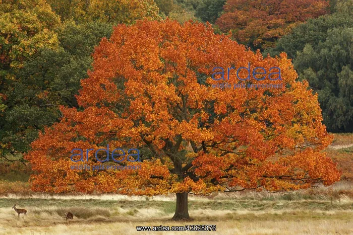 : Tree with autumn foliage and deers below - Richmond : Tree with autumn foliage and deers below - Richmond