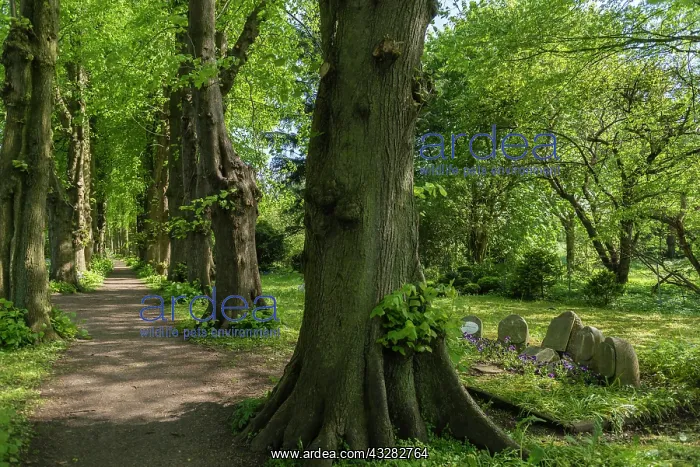  : Tree avenue along the cemetery, Sieseby, Thumby