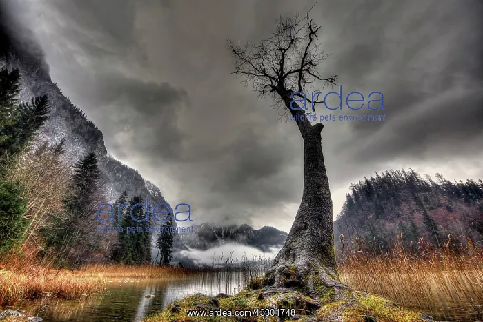 : Tree with bare branches in front of grey clouds : Tree with bare branches in front of grey clouds