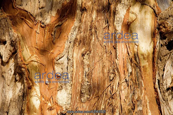 : Tree Bark damaged by African Elephants rubbing : Tree Bark damaged by African Elephants rubbing
