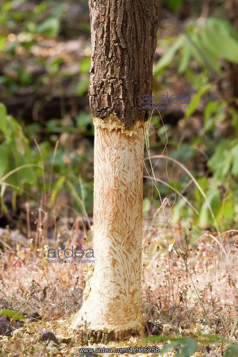 : Tree - bark eaten by Indian Porcupine (Hystrix indica) : Tree - bark eaten by Indian Porcupine (Hystrix indica)