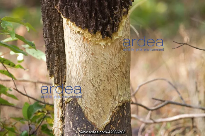 : Tree - bark eaten by Indian Porcupine (Hystrix indica) : Tree - bark eaten by Indian Porcupine (Hystrix indica)