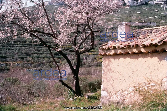 : Tree with blossom by rustic building : Tree with blossom by rustic building