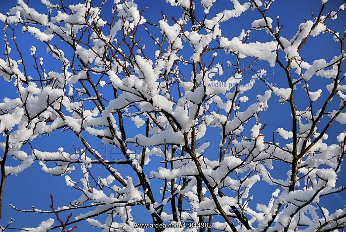 : Tree branches covered with melting snow against blue sky : Tree branches covered with melting snow against blue sky