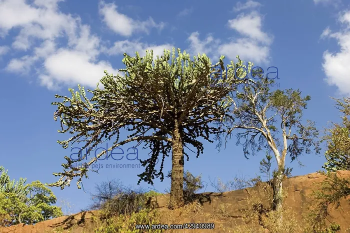 : Tree - Candelabra euphorbia : Tree - Candelabra euphorbia
