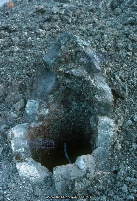 : Tree Cast by Lava : Tree Cast by Lava