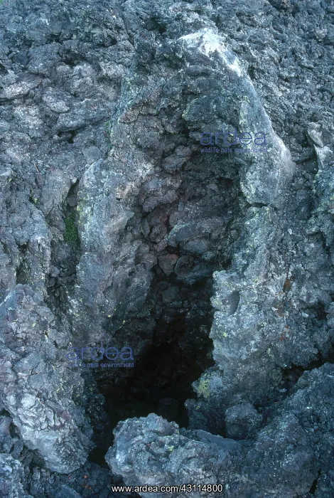 : Tree Cast by Lava : Tree Cast by Lava