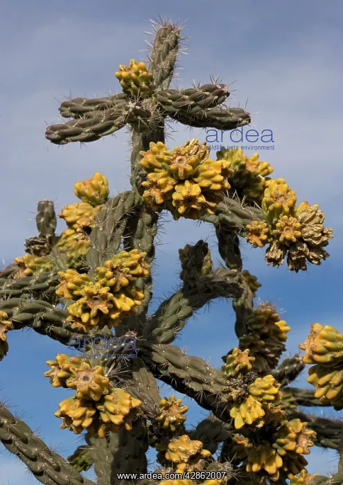 : Tree cholla. A desert cactus and shrub : Tree cholla. A desert cactus and shrub