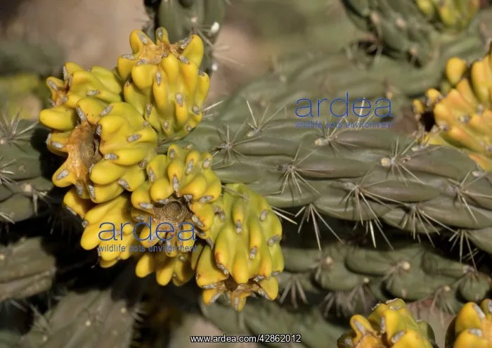 : Tree cholla. A desert cactus and shrub : Tree cholla. A desert cactus and shrub