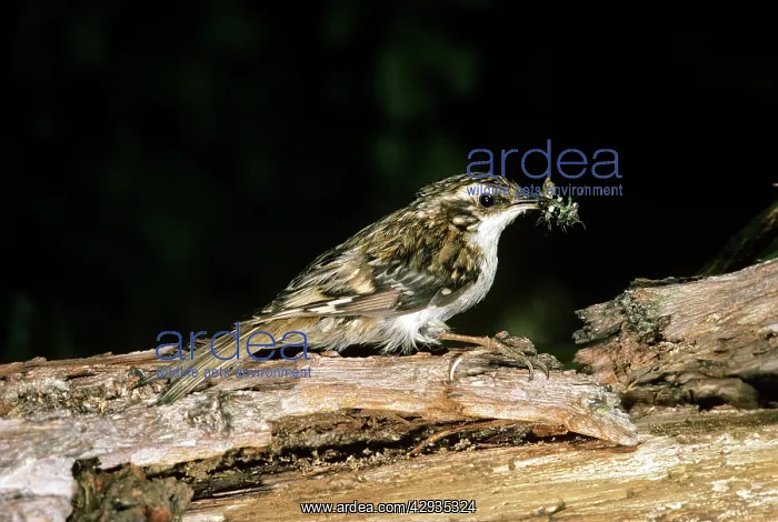  : TREE CREEPER
