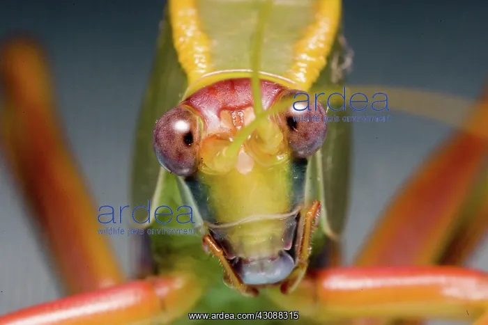 : Tree cricket : Tree cricket