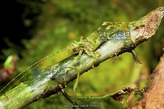  : Tree Cricket - camouflaged in mossy sticks