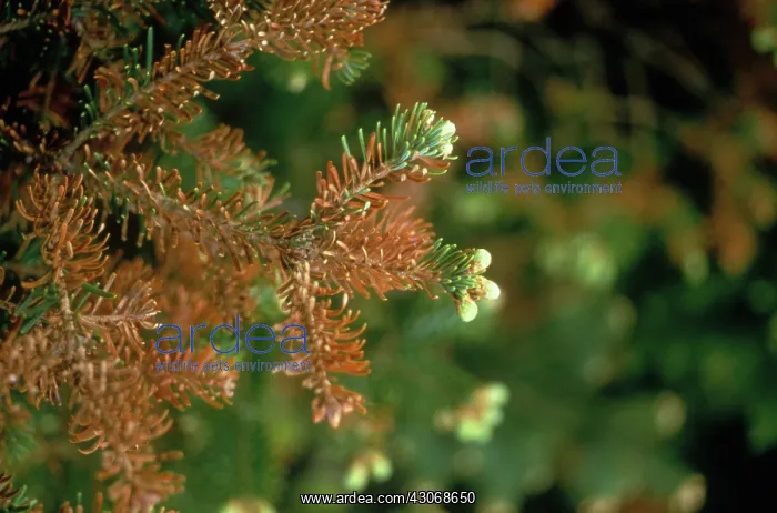 : Tree damaged by acid rain : Tree damaged by acid rain