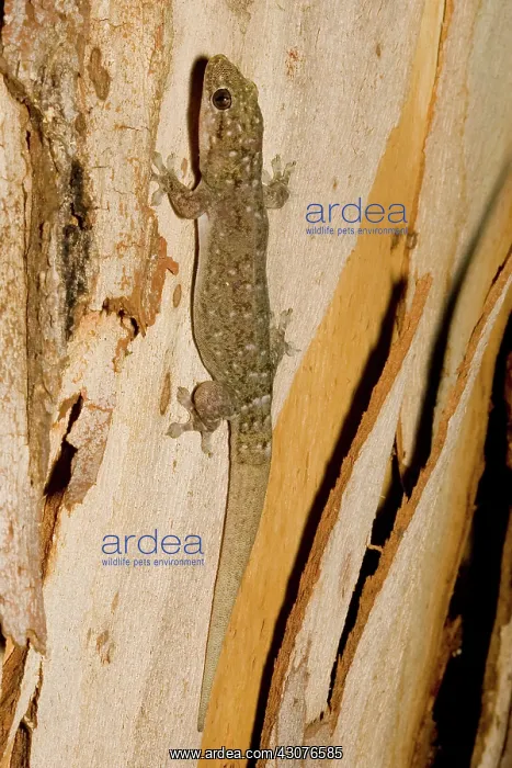 : Tree dtella : Tree dtella
