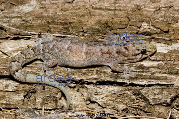 : Tree dtella : Tree dtella