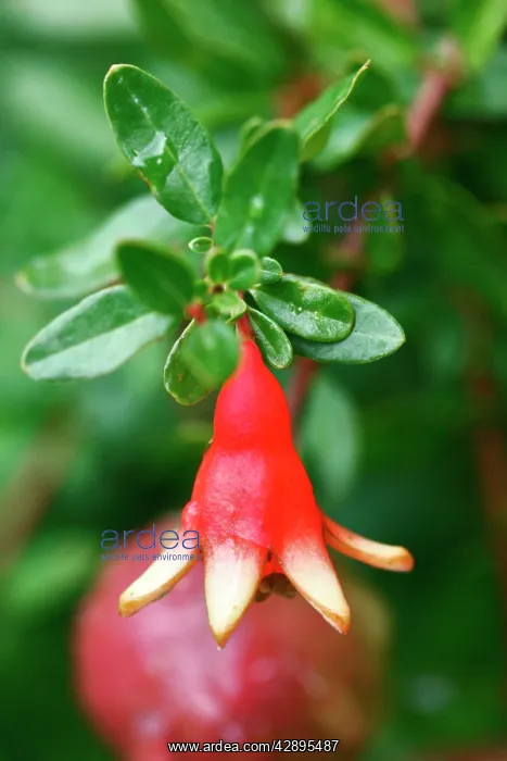 : Tree Dwarf Pomegranate flower : Tree Dwarf Pomegranate flower