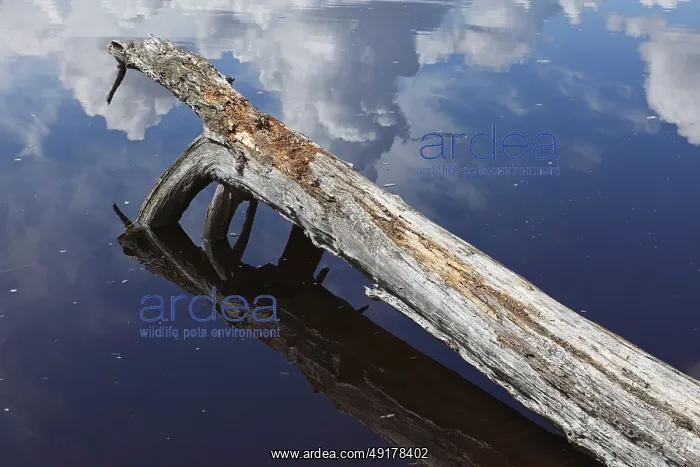 : Tree fallen down in water at lake Nurmiselka with reflection of cloudy spring weather on lake surface : Tree fallen down in water at lake Nurmiselka with reflection of cloudy spring weather on lake surface