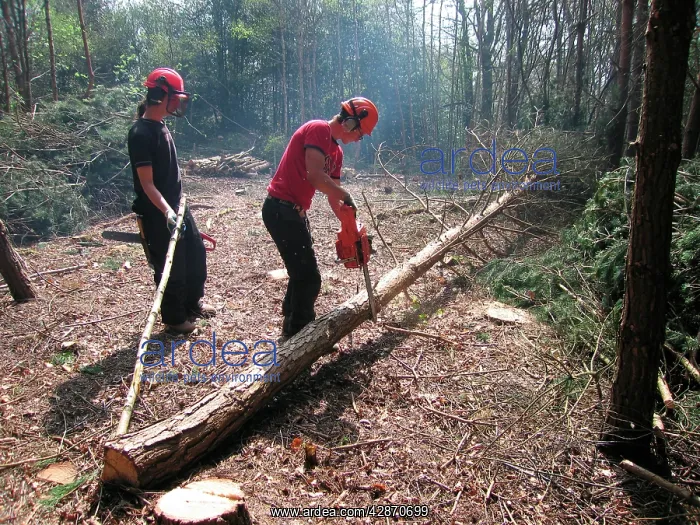  : Tree felling