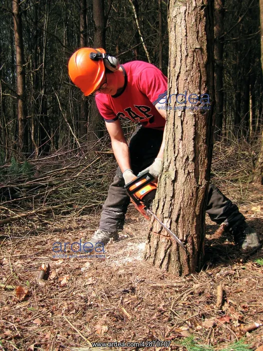  : Tree felling