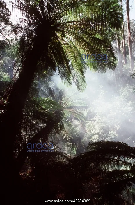  : TREE FERN