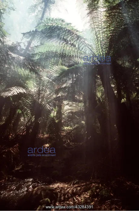 : TREE FERN : TREE FERN