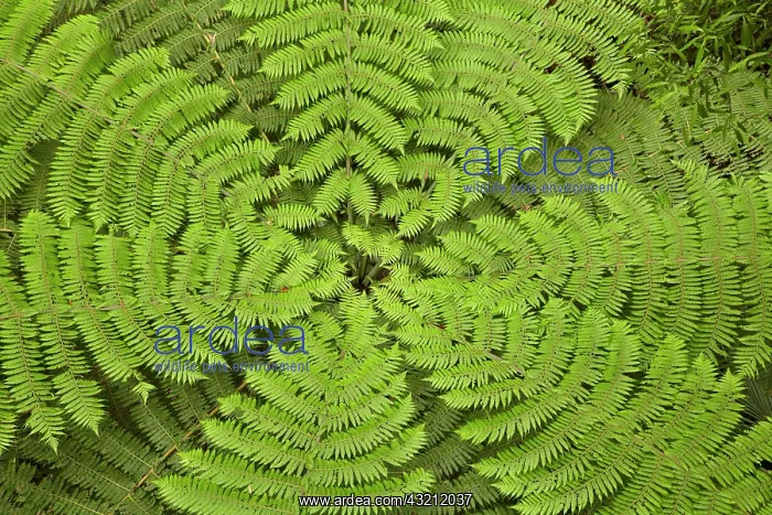 : Tree fern, A.H. Reed Memorial Kauri Park : Tree fern, A.H. Reed Memorial Kauri Park
