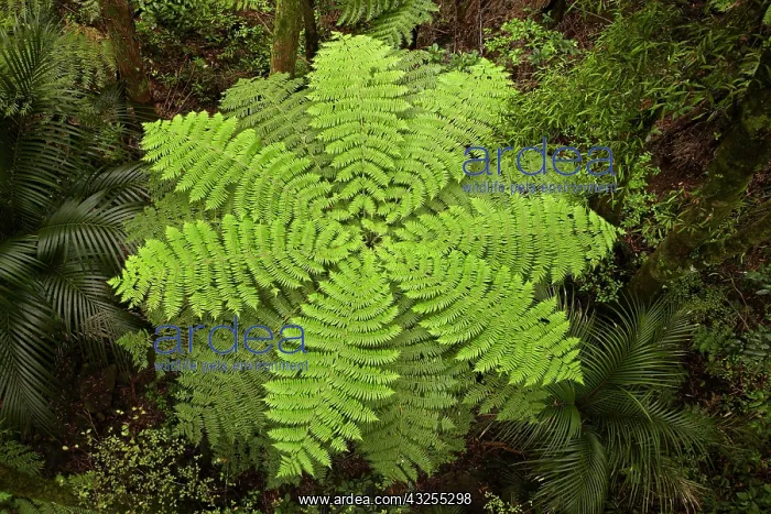 : Tree fern, A.H. Reed Memorial Kauri Park : Tree fern, A.H. Reed Memorial Kauri Park