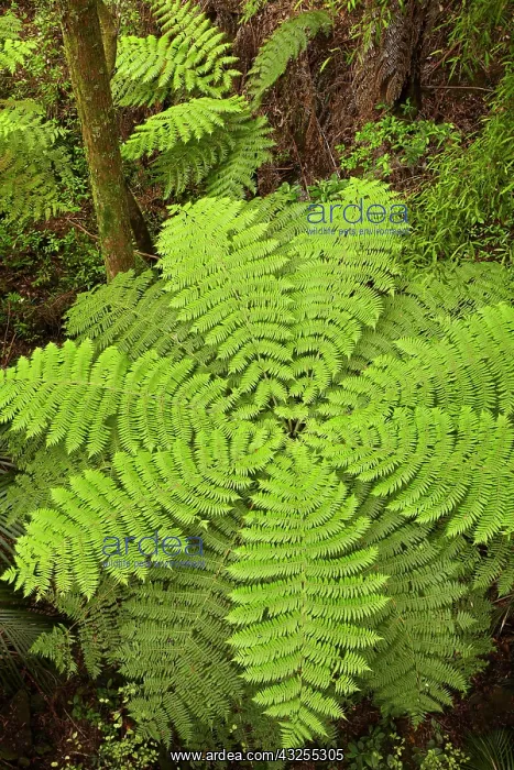  : Tree fern, A.H. Reed Memorial Kauri Park