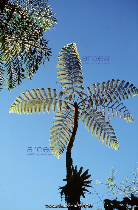 : TREE FERN - with blue sky : TREE FERN - with blue sky