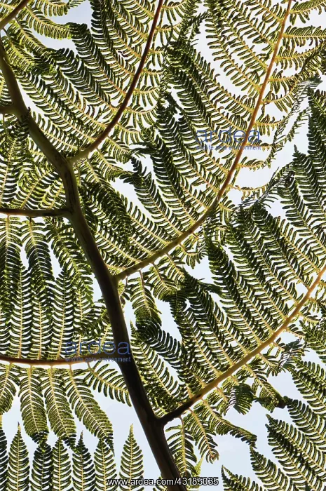 : Tree fern, Cycad, Close up showing keaf pattern : Tree fern, Cycad, Close up showing keaf pattern