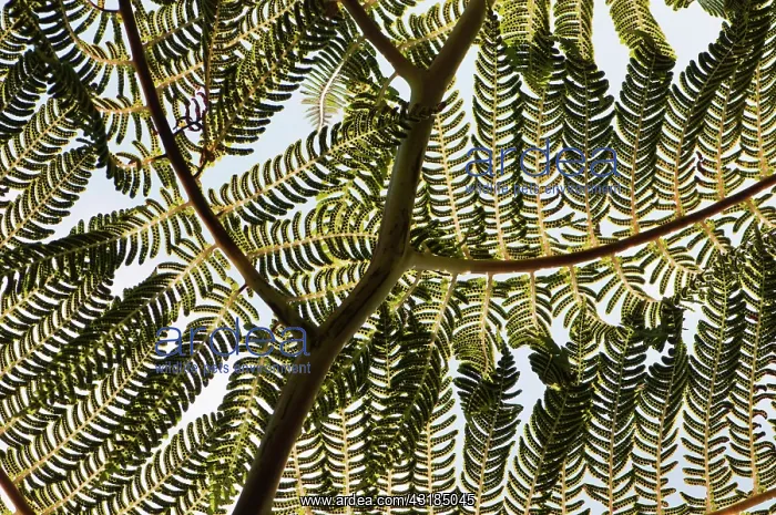 : Tree fern, Cycad, Close up showing keaf pattern : Tree fern, Cycad, Close up showing keaf pattern