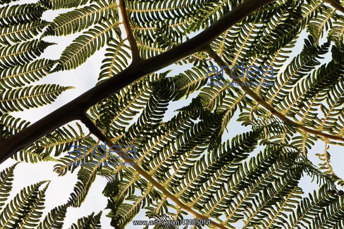 : Tree fern, Cycad, Close up showing keaf pattern : Tree fern, Cycad, Close up showing keaf pattern