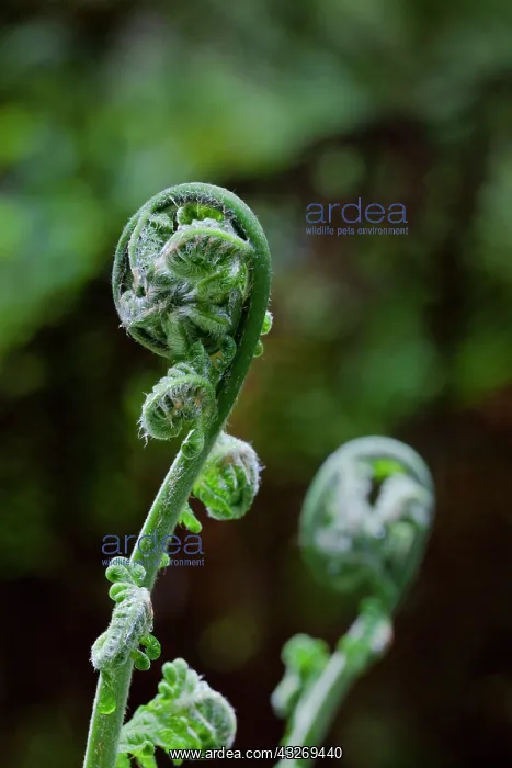 : Tree Fern in Melba Gully, Great Otway National : Tree Fern in Melba Gully, Great Otway National