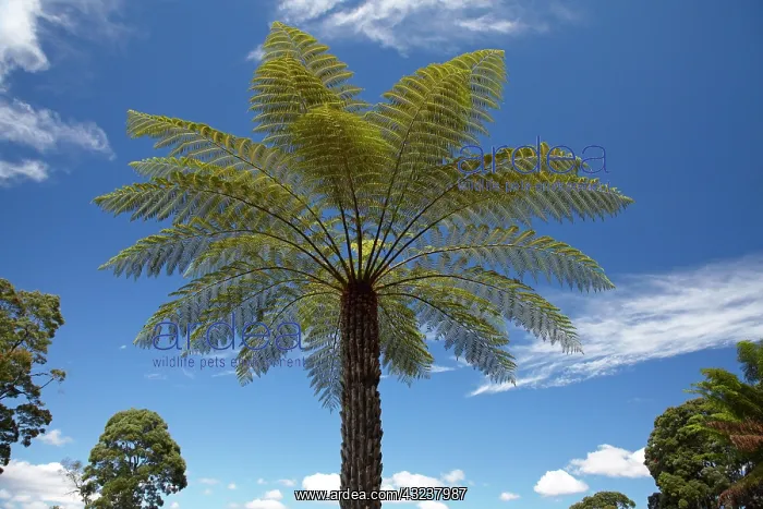: Tree Fern, Sarah Island (Historic Convict : Tree Fern, Sarah Island (Historic Convict