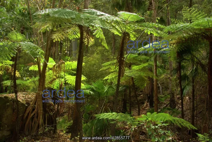 : Tree fern - small grove of tree fern in Carnarvon Gorge : Tree fern - small grove of tree fern in Carnarvon Gorge