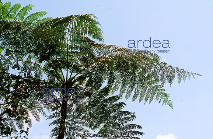 : TREE FERN, viewed from below : TREE FERN, viewed from below