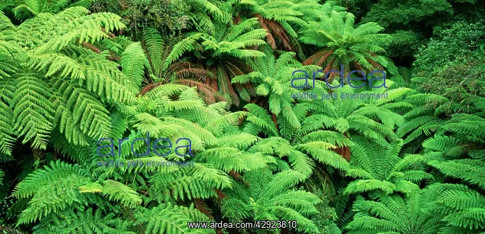 : TREE FERNS : TREE FERNS