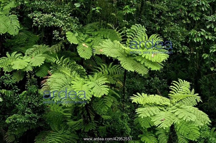: Tree ferns : Tree ferns