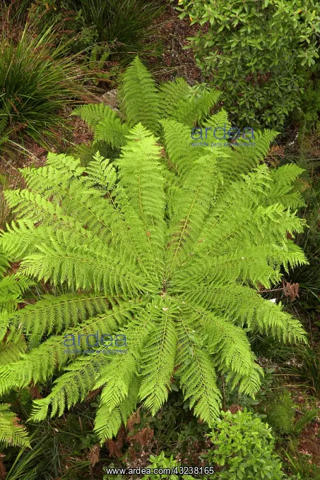 : Tree Ferns (Dicksonia antarctica), high : Tree Ferns (Dicksonia antarctica), high