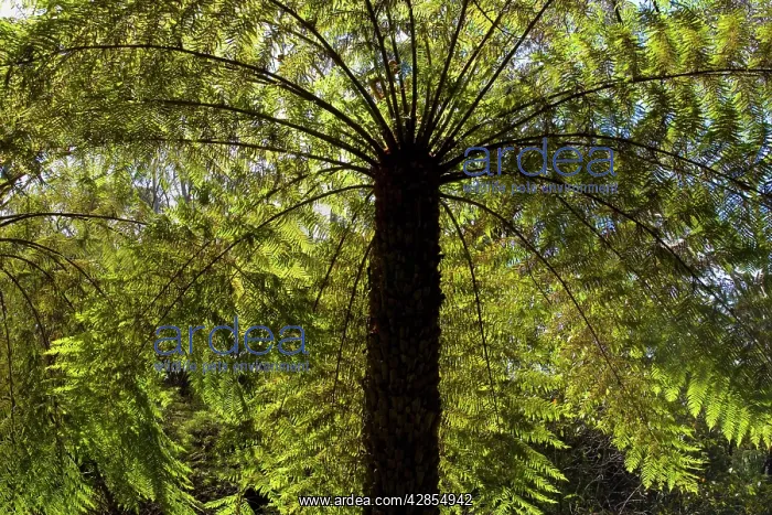 : Tree ferns - magnificent tree ferns grow along : Tree ferns - magnificent tree ferns grow along